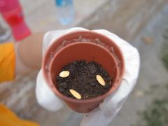 Miniklerle İlk Yerli Tohumlar Dikildi